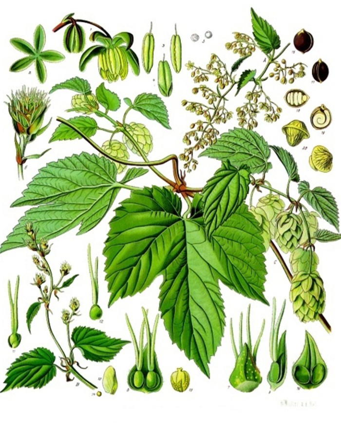 Uncaria tomentosa