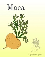 Maca polvere - Lepidium Meyenii 100 gr