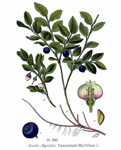 Mirtillo nero  frutti disidratati