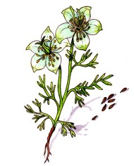 Nigella sativa semi (cumino nero )
