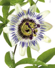 Passiflora