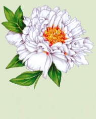 Peonia petali tagliati