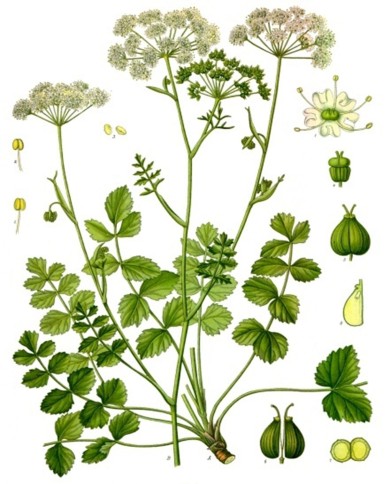 Pimpinella