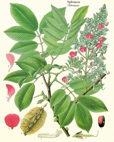 Piscidia
