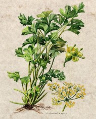 Prezzemolo foglia taglio tisana