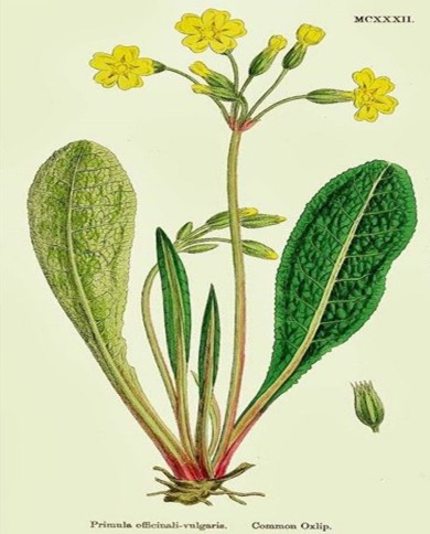 Primula fiori