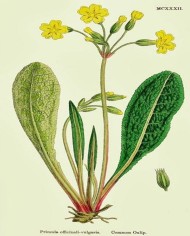 Primula fiori