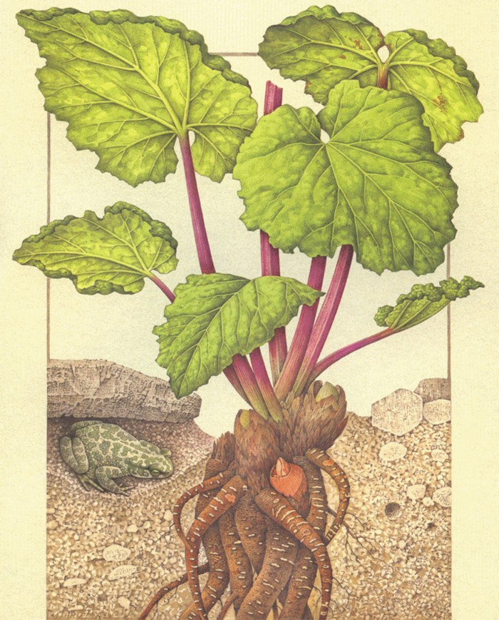 Rabarbaro cinese radice o polvere