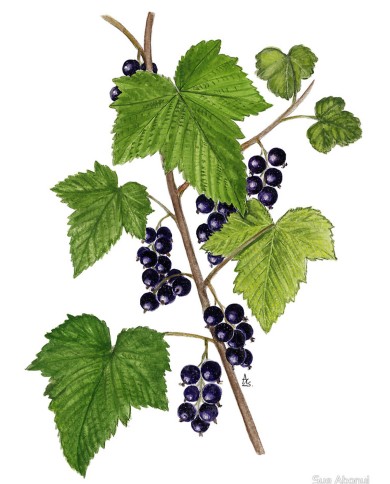 Ribes nero