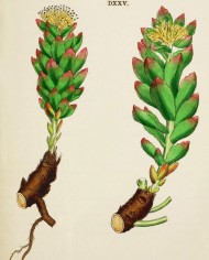 Rodiola rosea radice tagliata