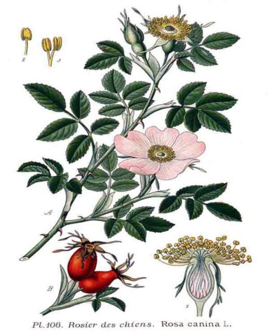 Rosa canina bacche