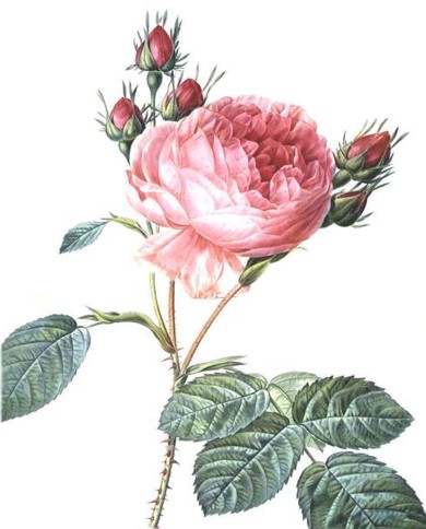 Rosa petali