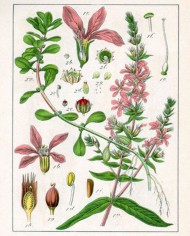 Salicaria