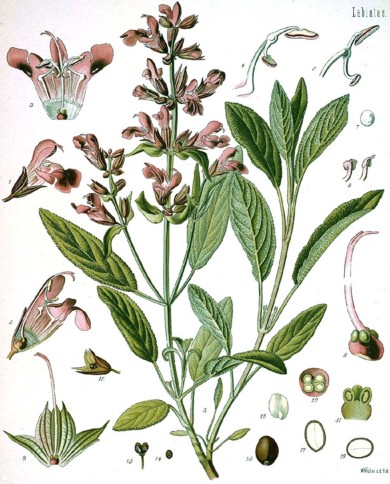 Salvia officinale foglie o polvere