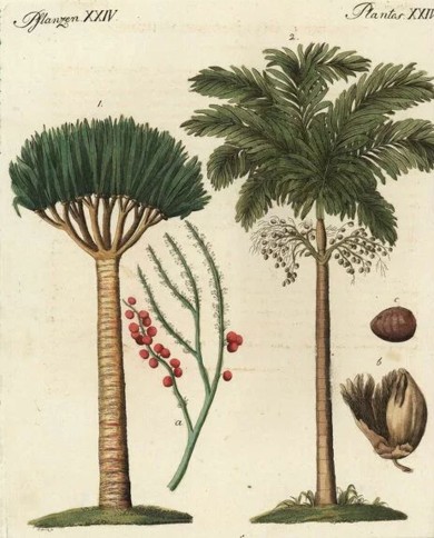 Sangue di drago polvere