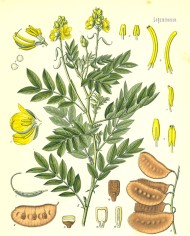 Senna follicoli