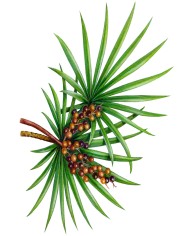 Serenoa repens