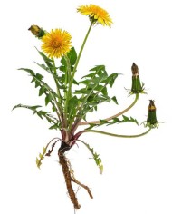Tarassaco radice
