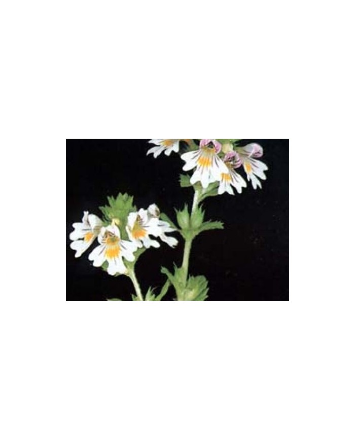 Eufrasia