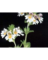 Eufrasia