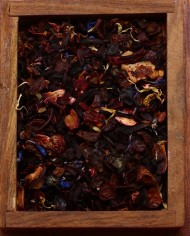 Infuso Fragolina di Bosco