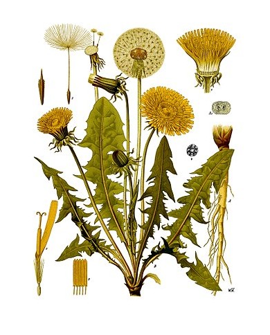 Tarassaco foglia taglio tisana