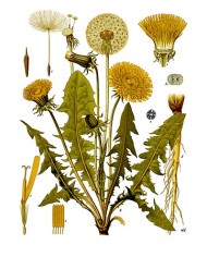 Tarassaco foglia taglio tisana