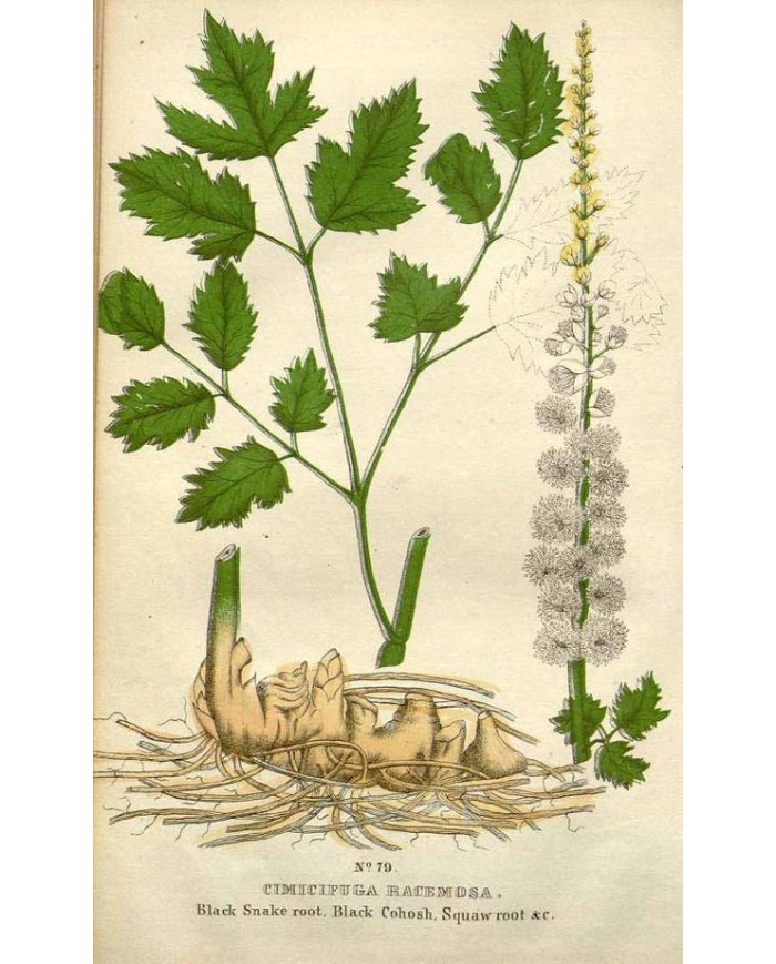 Cimicifuga radice tt.