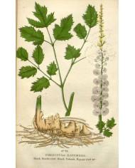 Cimicifuga radice tt.