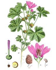 Malva fiori extra