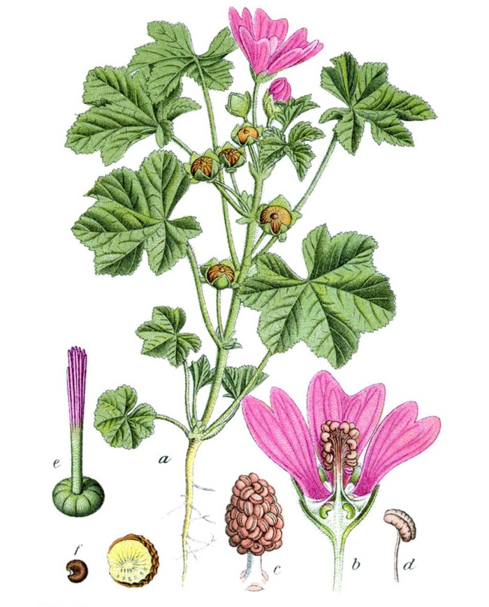 Tulsi o Basilico Santo