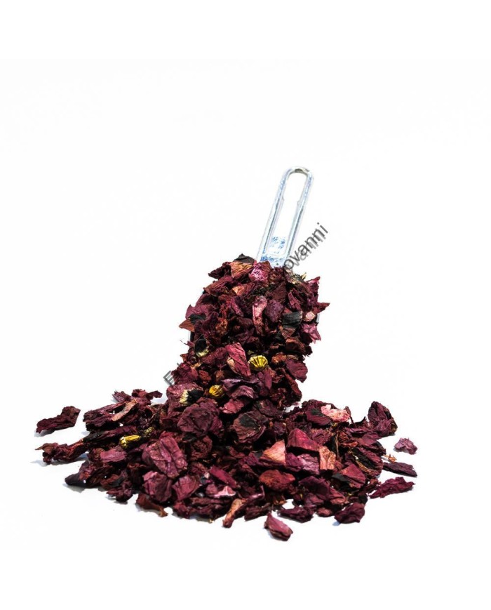 Papavero fiori