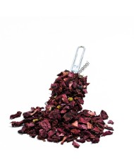 Papavero fiori