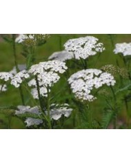Achillea millefiori