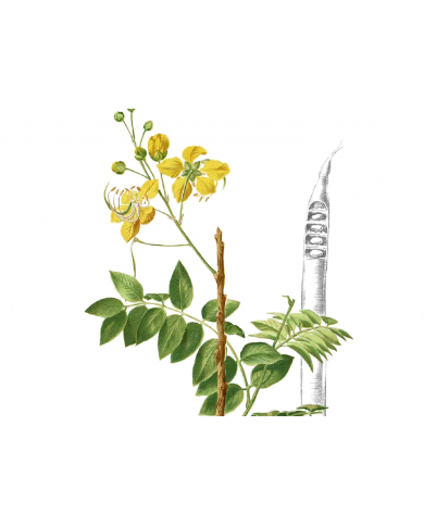 Hennè neutro  -  cassia obovata 