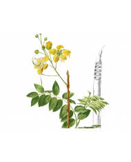 Hennè neutro  -  cassia obovata 