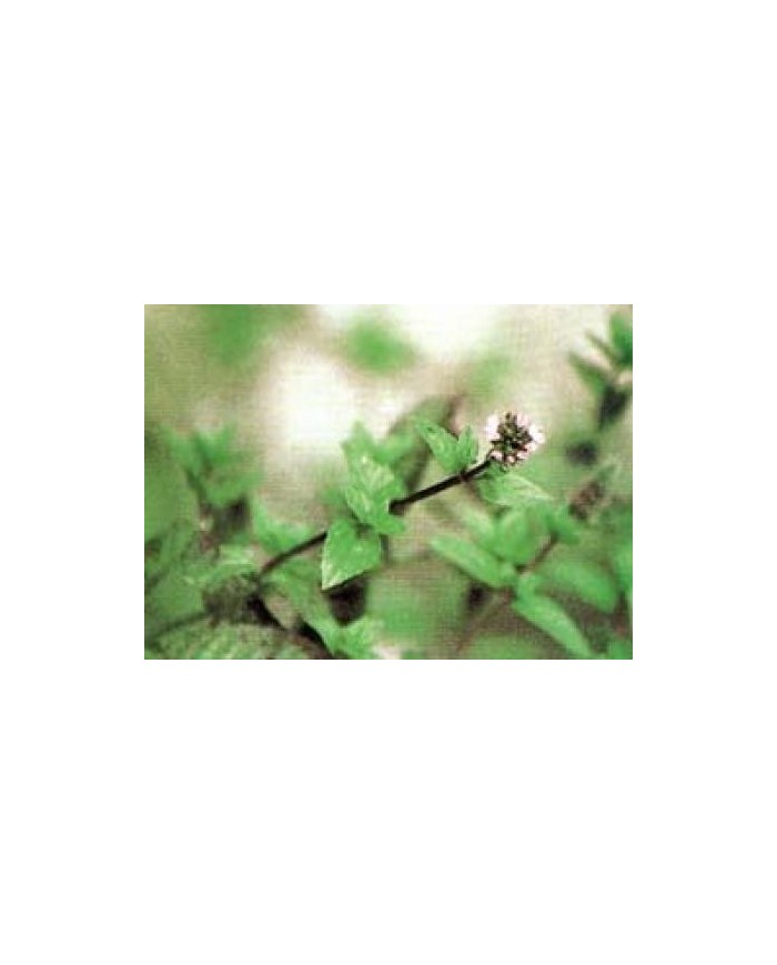 Menta piperita