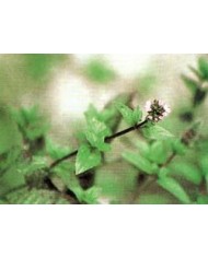 Menta piperita