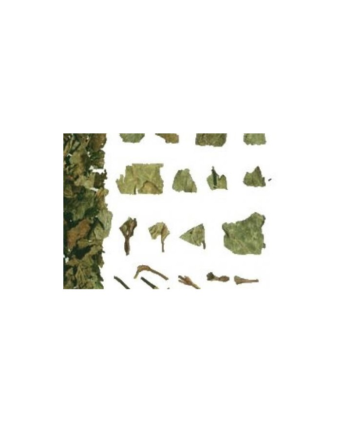 Orthosiphon Orthosiphon