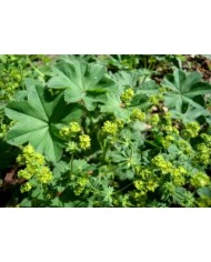 Alchemilla