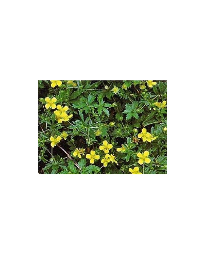 Tormentilla Potentilla