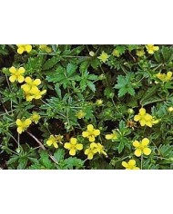 Tormentilla Potentilla