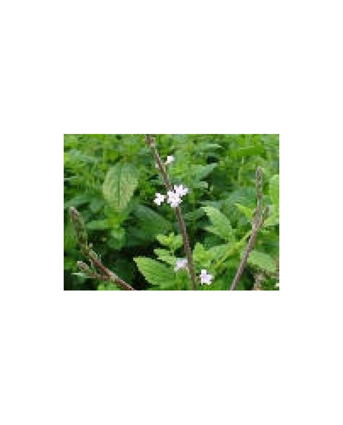 Verbena officinale