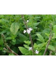 Verbena officinale