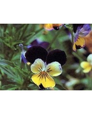 Viola tricolore