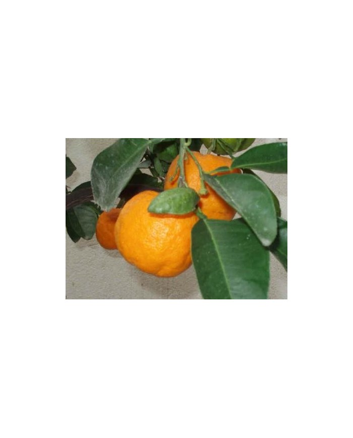 Arancio amaro scorza