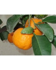 Arancio amaro scorza