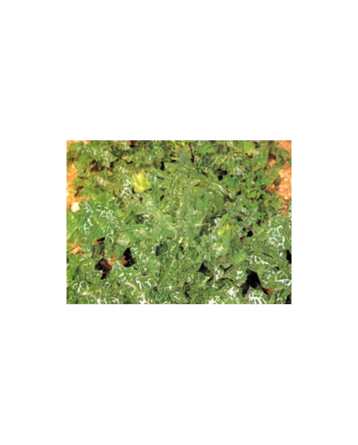 Cardo mariano foglie