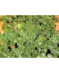 Cardo mariano foglie