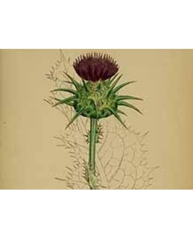 Cardo mariano foglie